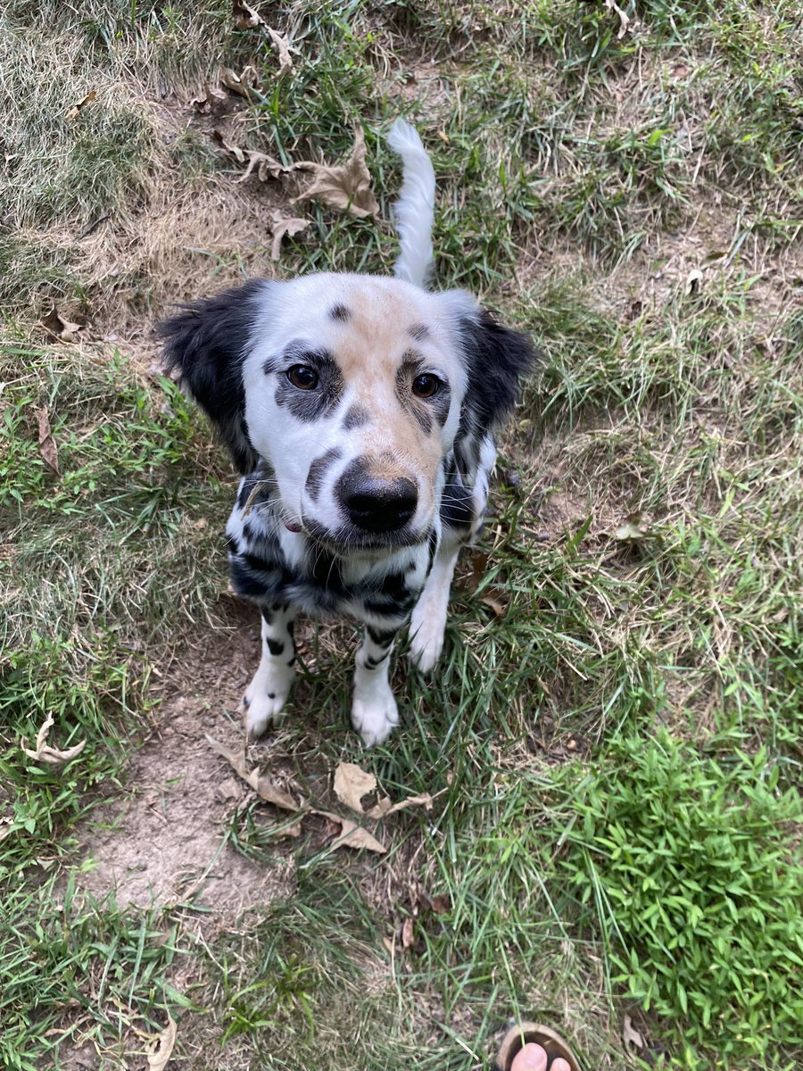 Lv1Squirtle's tweet image. *discovers dirt*