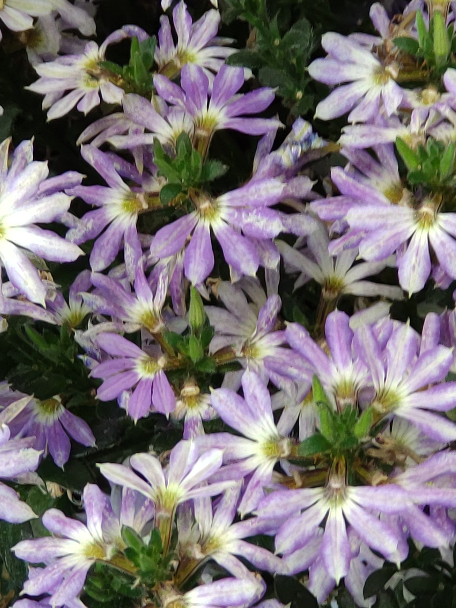 スーパーやさいマン ８ １８の誕生花 エーデルワイス 西洋薄雪草 キク科の高山植物 花名は純潔を象徴するドイツ語の エーデル 高貴 ヴァイス 白 が語源 花言葉は 大切な思い出 ブルーファンフラワー 末広草 クサトベラ科の多年草 花名は扇状に