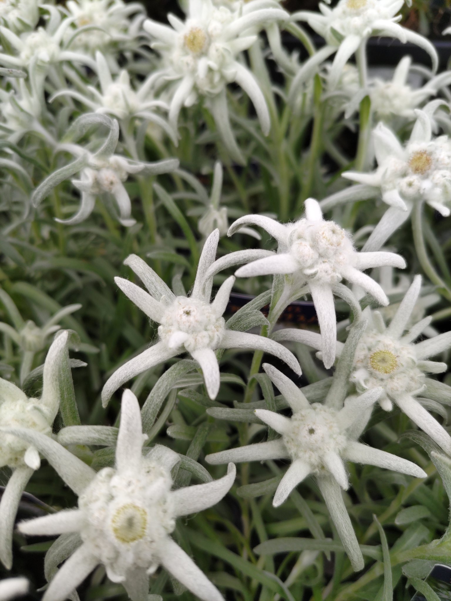 スーパーやさいマン ８ １８の誕生花 エーデルワイス 西洋薄雪草 キク科の高山植物 花名は純潔を象徴するドイツ語の エーデル 高貴 ヴァイス 白 が語源 花言葉は 大切な思い出 ブルーファンフラワー 末広草 クサトベラ科の多年草 花名は扇状に