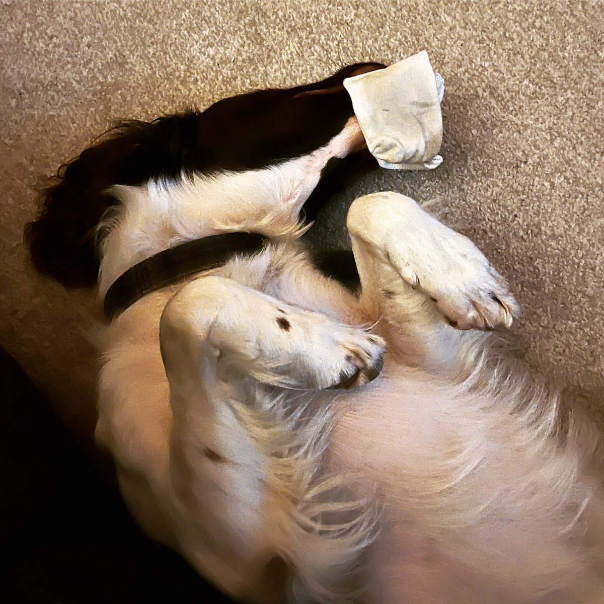 bedbugdogfloyd's tweet photo. When I’m not a bad ass #bedbugdetectiondog I like to fall asleep with the childrens socks in my mouth 🤦🏼‍♀️😴🐶
.
.
#bedbugdetection #bedbugs #bedbugdetection #bedbugdog #bedbugdogs #bedbug #pestcontrol #pestcontrolservice #student #studentaccommodation #headingley #university https://t.co/XjqnYZJjAm