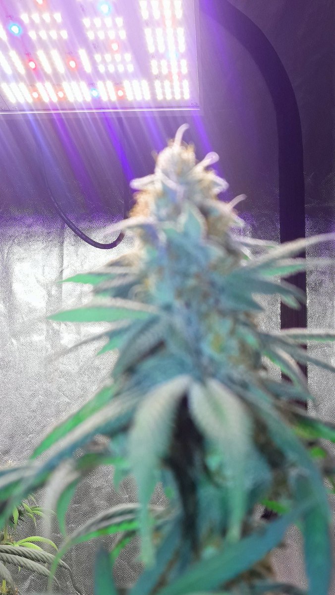 AdrycManellson's tweet photo. Weed Noche Verde Mundo, la Noche transcurre en #AdrycsCove, la Lluvia cae Inclemente, mi #ThePureLedQ240Wts se encendió e ilumina mi #PureTent #RefPet @ThePureFactory_ by @DPlantasur.
Y con #Fantasías sobre #WeedingCheeseCake de @BuddhaSeeds mi Hada y yo Deseamos Sea Feliz..🧚♂️😎 https://t.co/d60R2egMl6