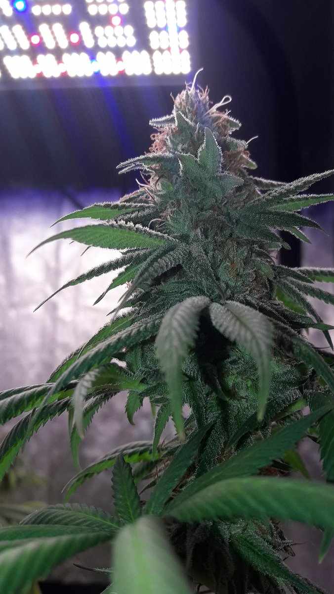 AdrycManellson's tweet photo. Weed Noche Verde Mundo, la Noche transcurre en #AdrycsCove, la Lluvia cae Inclemente, mi #ThePureLedQ240Wts se encendió e ilumina mi #PureTent #RefPet @ThePureFactory_ by @DPlantasur.
Y con #Fantasías sobre #WeedingCheeseCake de @BuddhaSeeds mi Hada y yo Deseamos Sea Feliz..🧚♂️😎 https://t.co/d60R2egMl6
