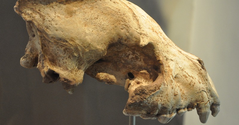 CreswellCrags's tweet photo. Back by popular demand, our Curator, Dr Angharad Jones, will be delving into the fascinating world of Ice Age hyaenas. What were they eating? How did their body size and shape change? 6pm BST Monday 5th September via zoom https://t.co/WoDvW1hLf0
#iceage #hyaenas #hyenas #history https://t.co/l01m1JSX9M