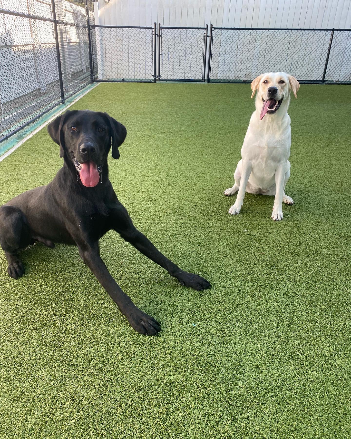 Savy Paws Pet Resort (SavyPaws) / Twitter