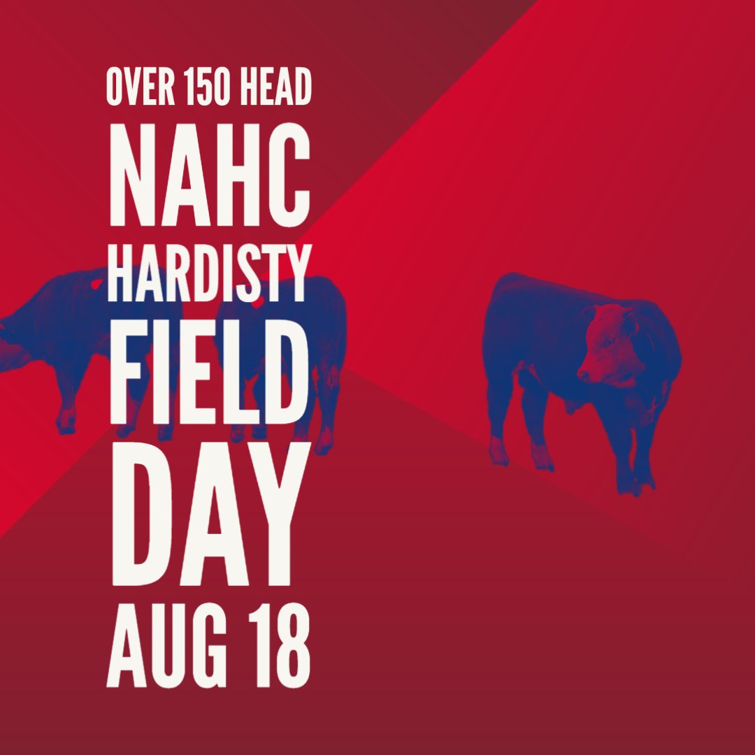 CAN_Hereford's tweet photo. Over 150 head entered for the Northern Alberta Hereford Club's Field Day, Thursday, August 18 at the Hardisty Rodeo Grounds. Should be a great display of bull calves! https://t.co/EL91qfSKlf