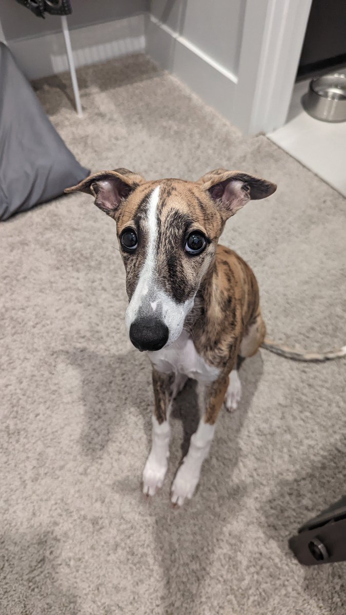 Rook Shepard tweet media