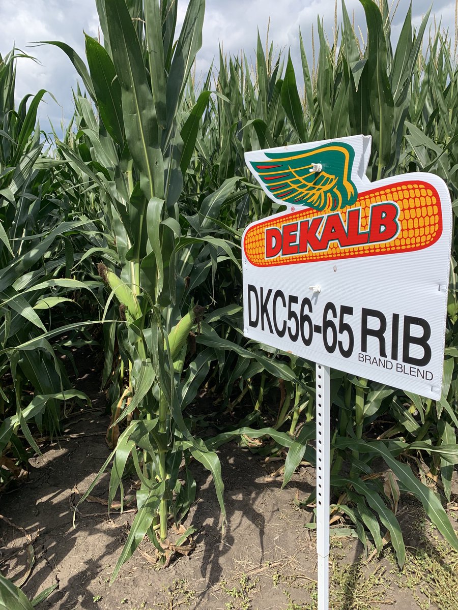 DEKALB DKC56-65 - the palindrome hybrid - doing its thing in NW Iowa. The best is yet to come though as this hybrid has some of the best kernel depth I have ever seen! ⁦<a href="/DKCAsgrowNWIA/">DEKALB Asgrow NW IA</a>⁩ ⁦<a href="/Asgrow_DEKALB/">DEKALB Asgrow Seed</a>⁩ ⁦<a href="/Bayer4CropsUS/">Bayer U.S. 🇺🇸 | Crop Science</a>⁩ ⁦<a href="/BayerTraits/">Bayer Traits & Systems</a>⁩