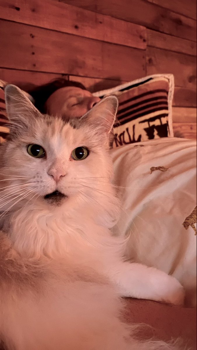 My cat took a selfie #catselfie #mainecoon