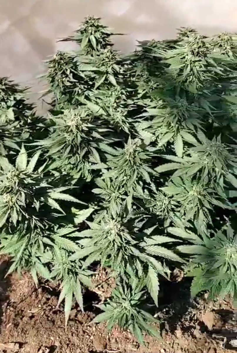 KannabiaSeeds's tweet photo. @vapormachina Esta variedad, #BCNDieselCBD ha ganado hace apenas unos días (13 agosto) gracias al amigo #kannabista Martín Falcon, el 2° Premio en Categ. "Exterior" en la copa 🏆🥈 organizada por #DoctorCultivo en Mendoza 🇦🇷
Todo un orgullo para #KannabiaSeeds 🌱🧡💚 https://t.co/qU1K3dKF6F