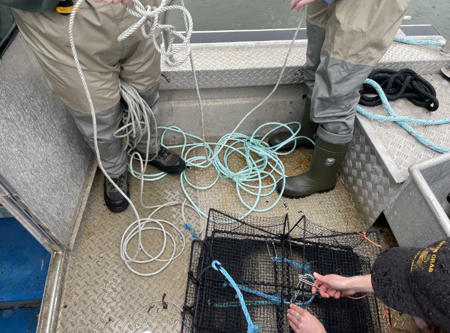 rupertport's tweet image. Due to #EuropeanGreenCrabs invasive nature, PRPA has committed to implementing a monitoring program at 5 distinct sites in which crabs are caught, recorded and released! Note: If you come across an EGC, contact Fisheries and Oceans Canada immediately. #OceanMonitoring