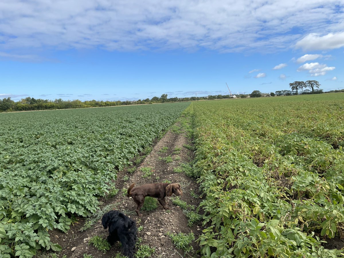 Why do you grow So much Cultra in Scotland? Un-irrigated Cultra on left, unspecified 2nd early on the right.
