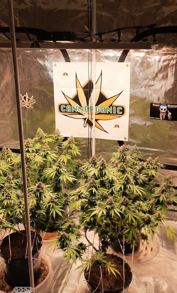 thechronicthumb's tweet photo. What is growin #CannaFam Pkg arrived today from my peeps @CoastalMaryVan #CanadianCannabis #GrowOrganics #GrowYourOwn #GaiaGreen #GroTek #Mmemberville #CannabisCommunity https://t.co/DHtIJATFwP