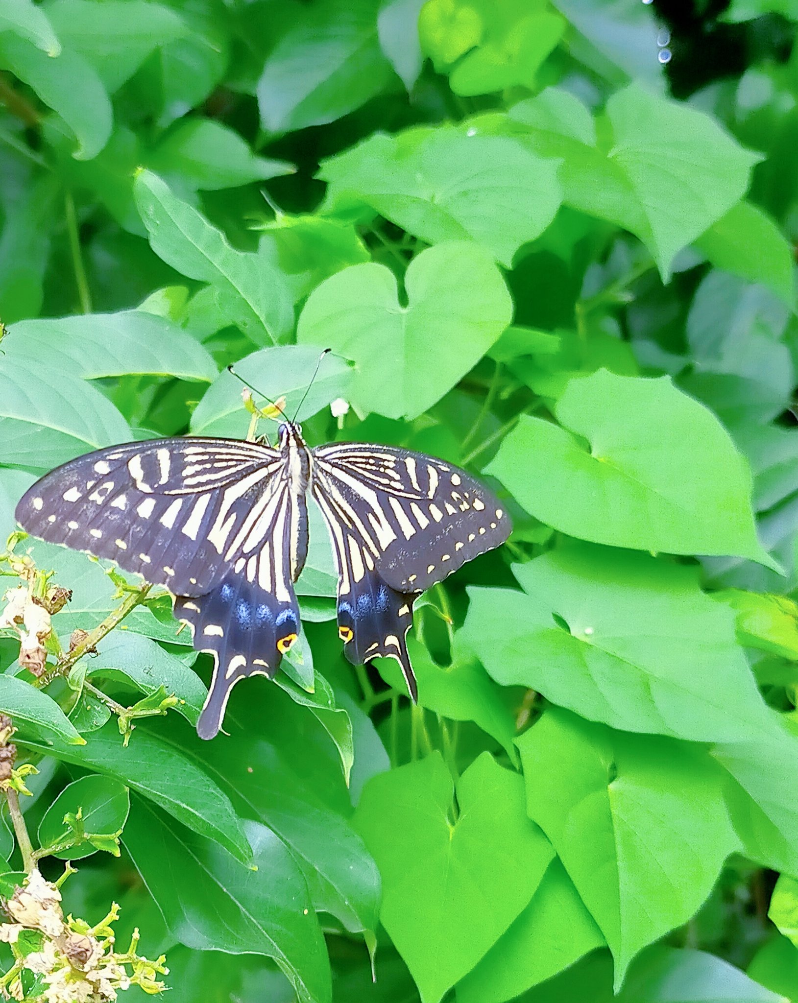 アゲハチョウ Twitter Search Twitter