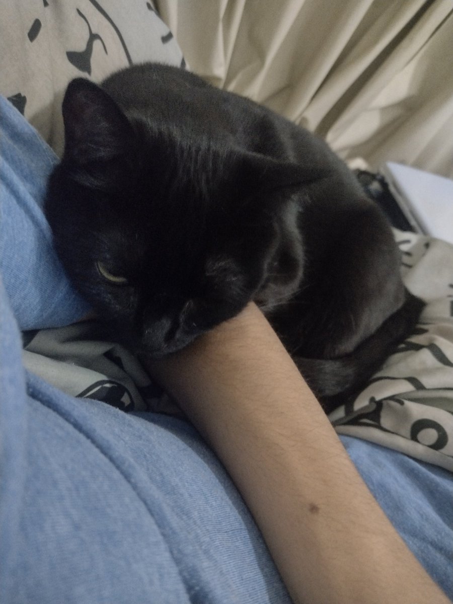 PHYagi's tweet photo. Compilado de fotos aleatórias da minha gata. https://t.co/IKFTZOwRqn