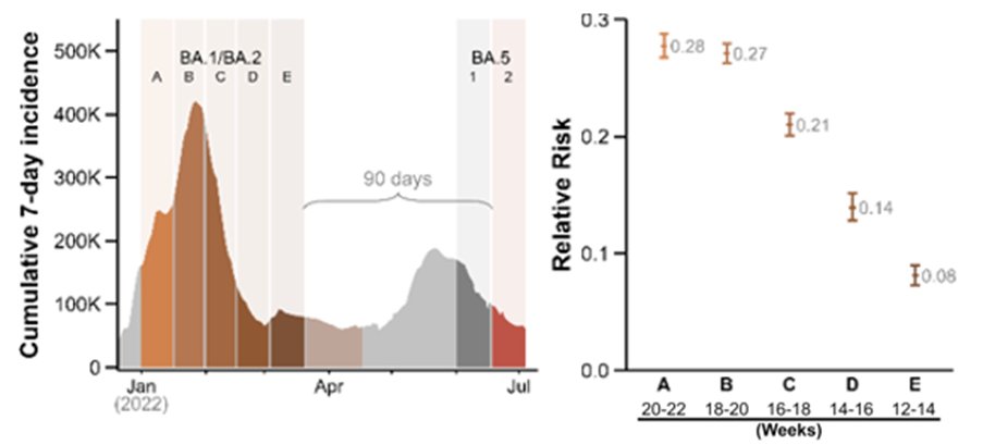 lgraca's tweet photo. Waning of protection against Omicron BA.5 infection acquired by prior BA.1/BA.2 infection over the initial 5 months. Data from Portugal registry. Important for BA.1-based adapted vaccines. 🧵1/12 
https://t.co/4XekcODZyg
@lgraca @IMMolecular @medicina_lisboa @DGSaude https://t.co/ulz1uDPICg