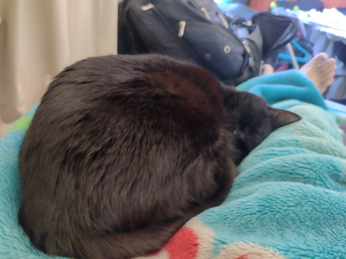 PHYagi's tweet photo. Compilado de fotos aleatórias da minha gata. https://t.co/IKFTZOwRqn