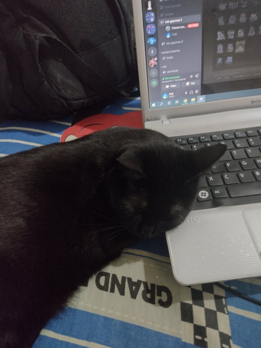 PHYagi's tweet photo. Compilado de fotos aleatórias da minha gata. https://t.co/IKFTZOwRqn