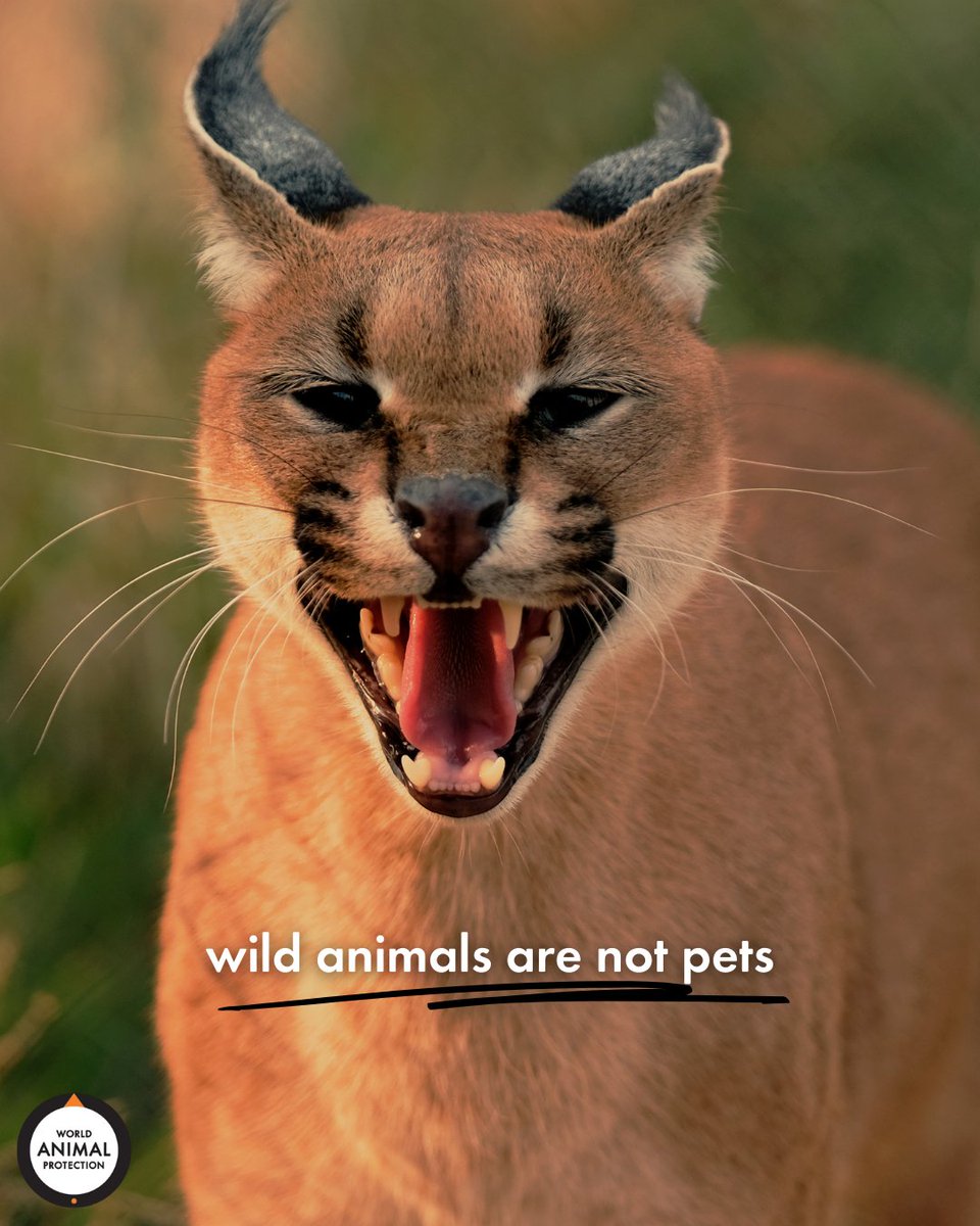 World Animal Protection US on Twitter: World Animal Protection US on Twitter: