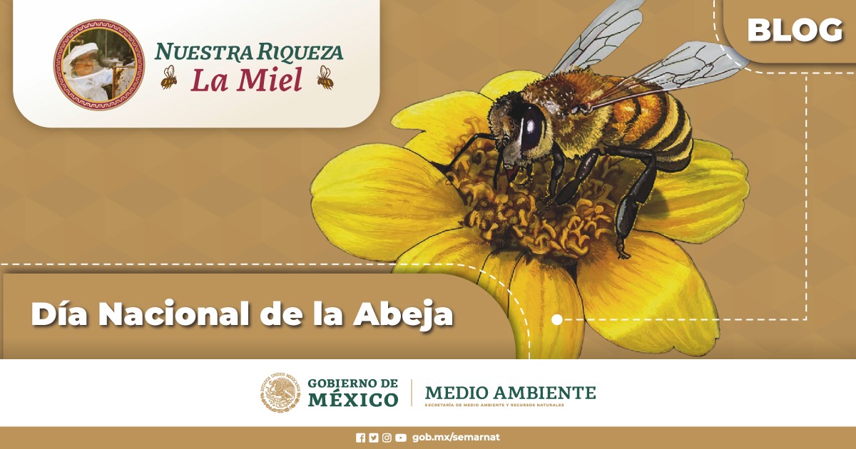 CONANP_mx's tweet photo. Proteger a las abejas incide en la preservación de los ecosistemas y en la sobrevivencia de la humanidad. 🐝💛

Conoce más sobre su importancia en el #Blog ➡️ https://t.co/d34Vw050fP #SomosMedioAmbiente #NuestraRiqueza #DíaNacionalDeLaAbeja 🐝🌿🌊🌳🌼🌺🌻🍓🍯🍒🍎🥒🍋 https://t.co/ggCzQem8zW
