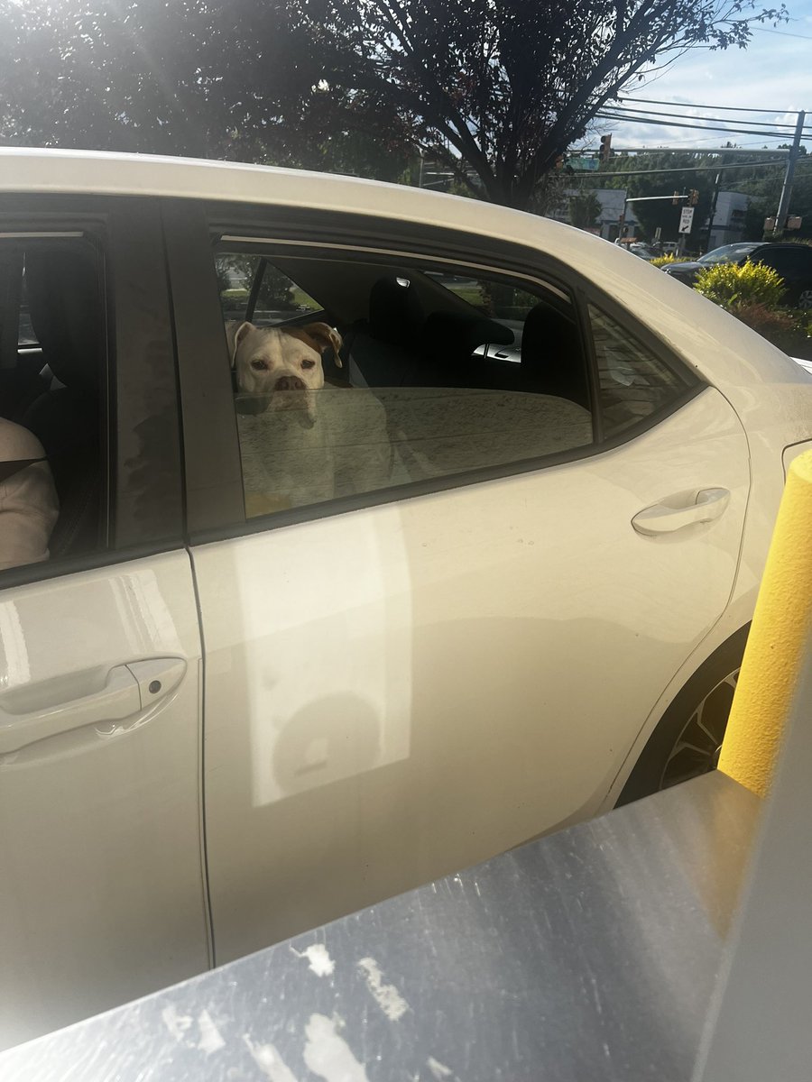 ALEXISLOONA's tweet photo. FINALLY HOME FROM THAT GOD FORSAKEN JOB!!!!!! look at these cute dogs i saw today!!!!!!!! https://t.co/9ADcVqF56O