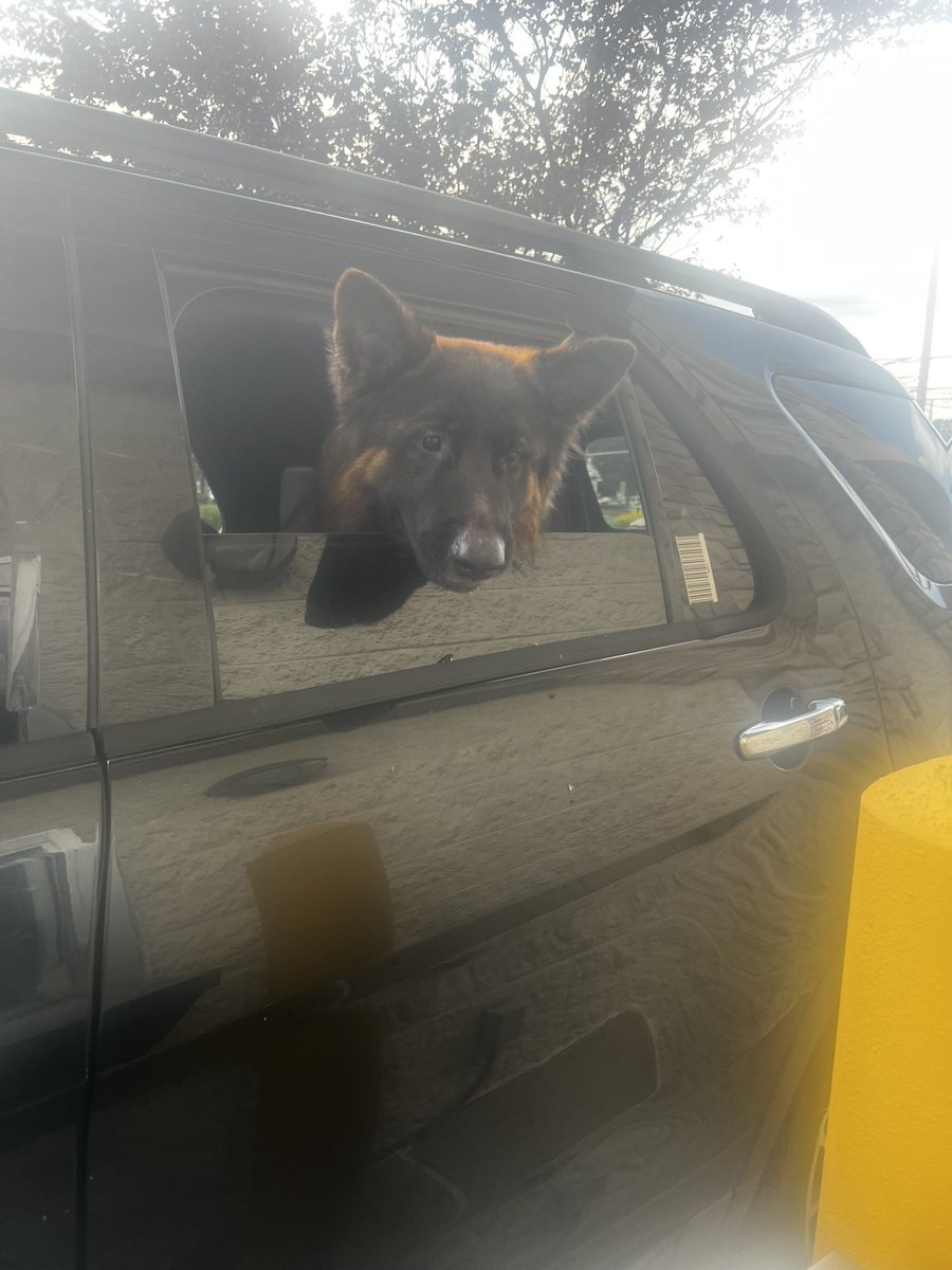 ALEXISLOONA's tweet photo. FINALLY HOME FROM THAT GOD FORSAKEN JOB!!!!!! look at these cute dogs i saw today!!!!!!!! https://t.co/9ADcVqF56O