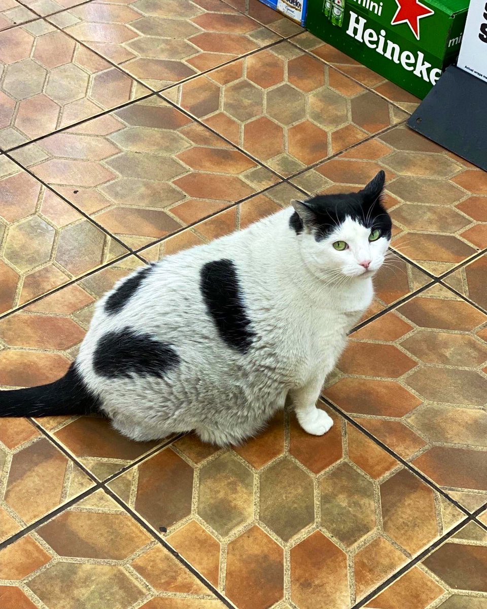 Bodegacats_'s tweet photo. https://t.co/VsVsgLxjzK
