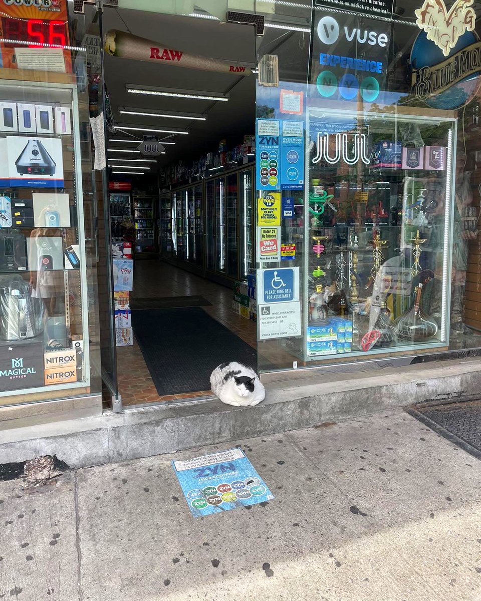 Bodegacats_'s tweet photo. https://t.co/VsVsgLxjzK