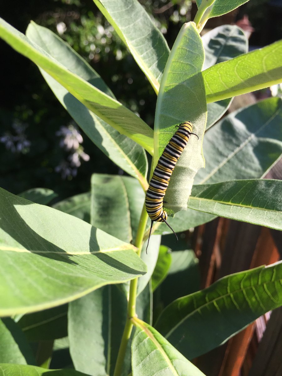 Over the past 30y+ I've spent a small fortune planting monarch & pollinator friendly plants. thousands of milkweed plants later, today I found my first ever monarch larva in the 'wild'. if a bird gets it I'm gonna be seriously irritated. @monarchwatch #MonarchButterflies