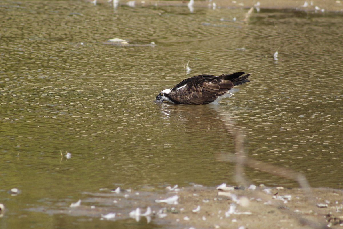 An Osprey makes a rare appearance for a water break.