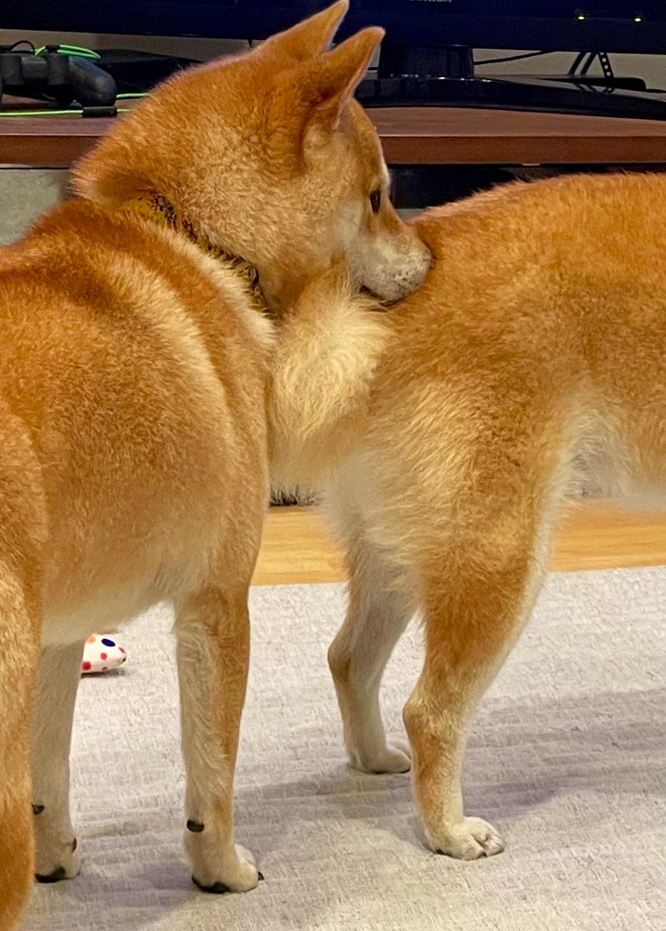 柴犬 すず きなこ Shiba Suzu Kina Twitter