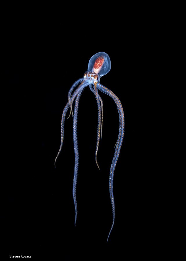 Steven Kovacs tweet media