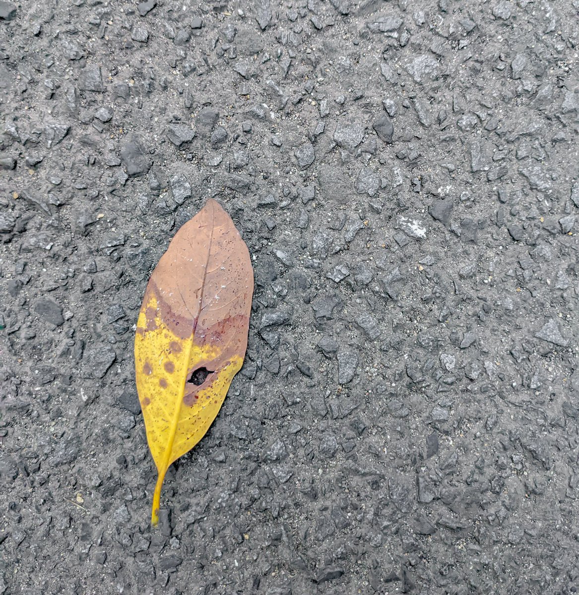 dorygreendory's tweet image. 路上のマスカレード
#sharingnature