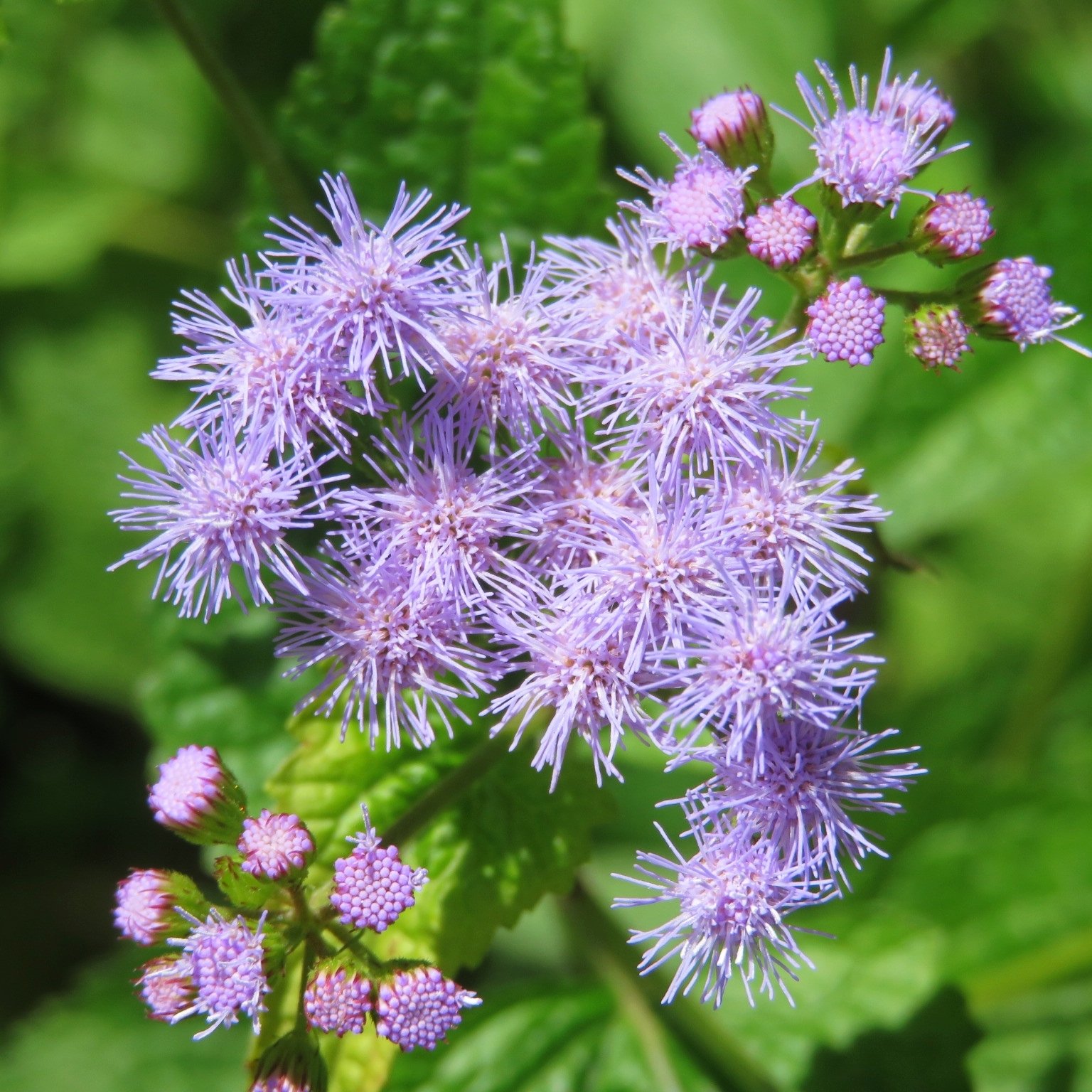 ユーパトリウム Twitter Search Twitter