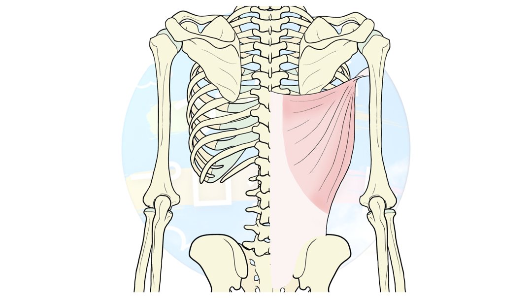 広背筋 のイラスト マンガ作品 38 件 Twoucan