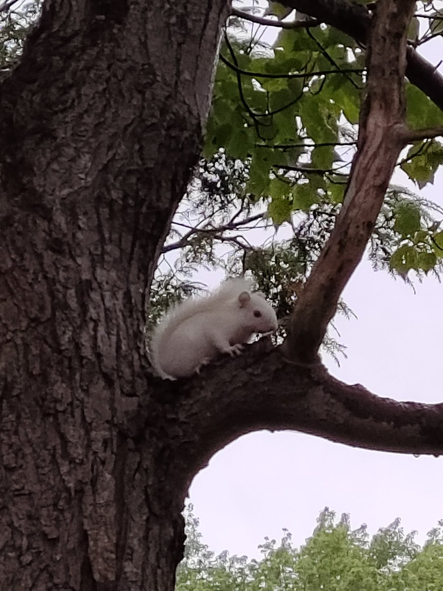 Every day is the possibility of something new. Today, it is a white "Red Squirrel".