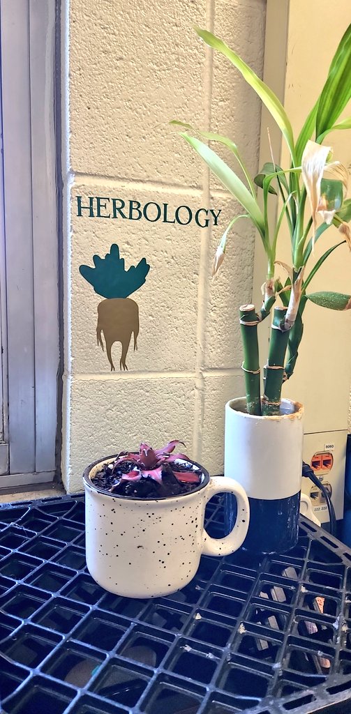 Ms.Manzo☀️👩🏼‍🏫 (Alyssa Manzo) tweet media