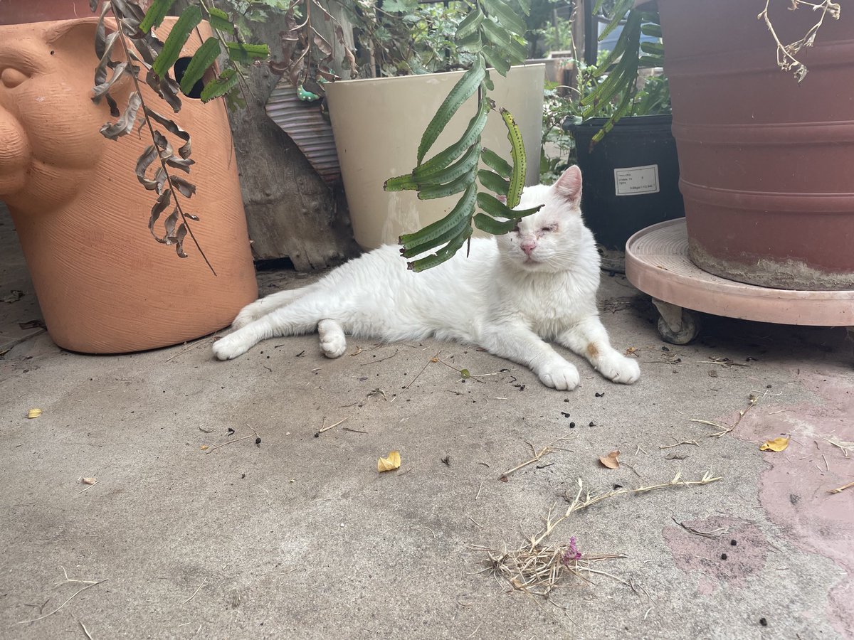 Hi team #Hedgewatch . This is my sad face. VET Bruce said I have mouth ulcers &amp; there’s no treatment or cure at my age. He said I’m an Old Age Paws (OAP 🙀). Mum gave me amoxicillin as prescribed. I didn’t like this news. I’m very 😢 upset 😿i need lots of love ❤️🐾❤️🐾❤️🐾