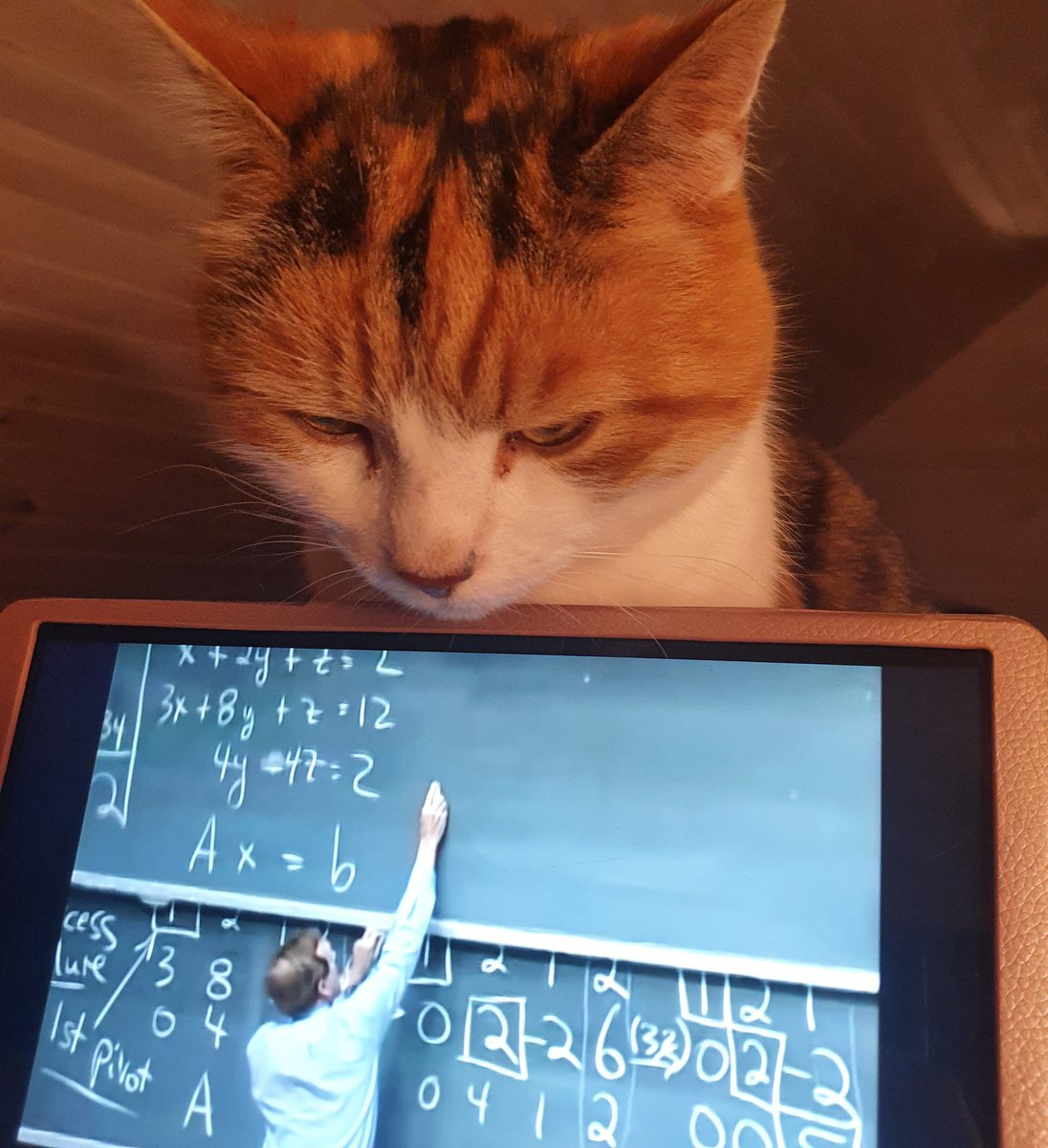 NatalieBayfield's tweet photo. Mathecatical.. I think Eridu might actually eat #gilbertstrang from @MIT https://t.co/12yNtPJ4gF