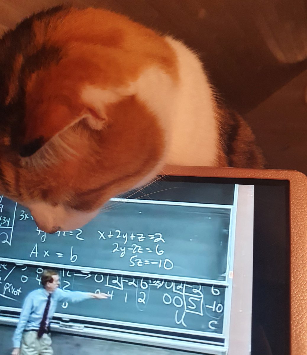 NatalieBayfield's tweet photo. Mathecatical.. I think Eridu might actually eat #gilbertstrang from @MIT https://t.co/12yNtPJ4gF