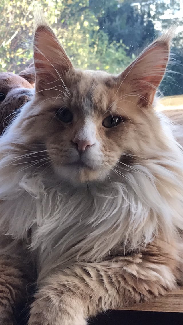 ⁦<a href="/SusanCalman/">Susan Calman</a>⁩ our #catoftheday Donald, the Main Coon 👍