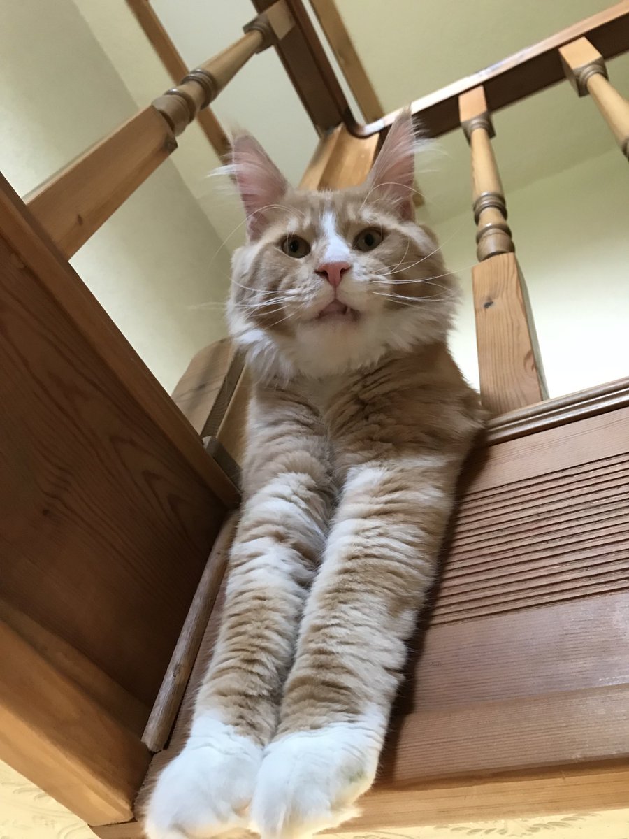 ⁦<a href="/SusanCalman/">Susan Calman</a>⁩ our cat of the day Donald the Main Coon 👍