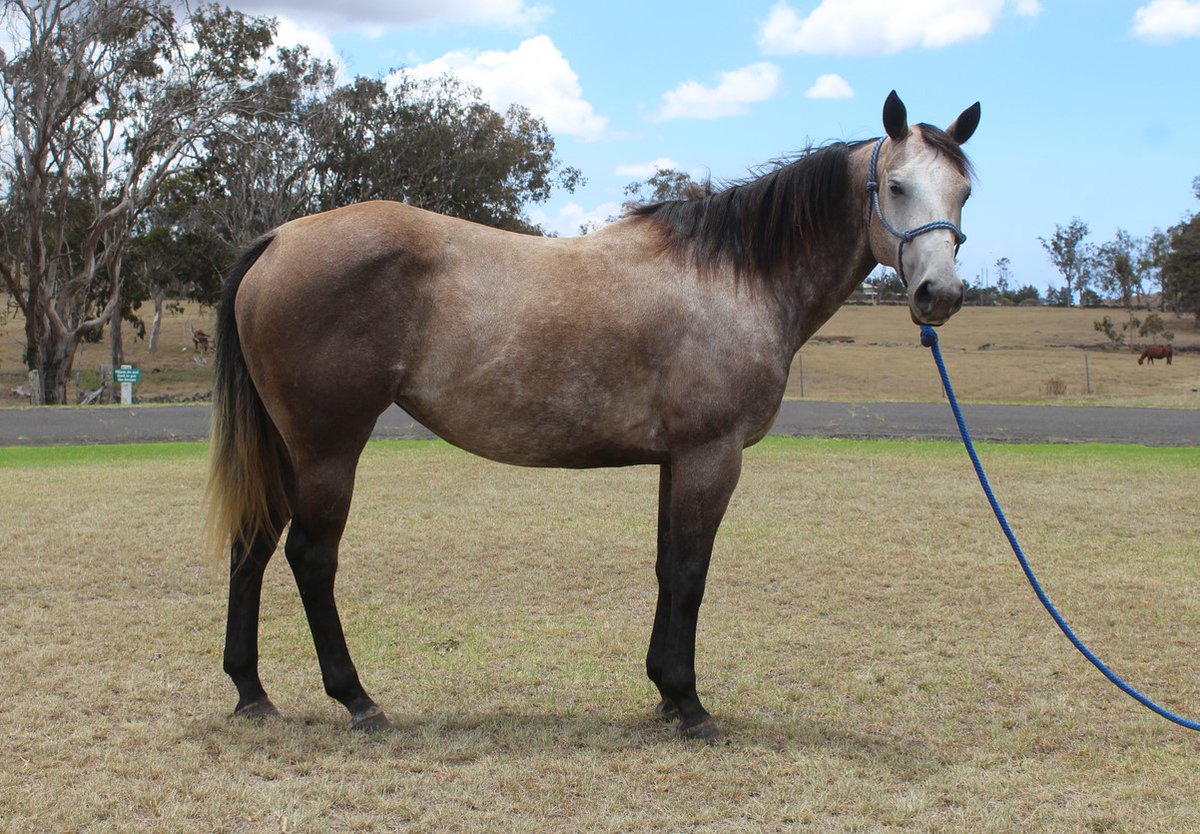 parkerranchinc's tweet photo. PARKER RANCH HORSE AUCTION 🐎
SUNDAY, SEPT 4TH 9 AM https://t.co/fPn7Eh52Bv