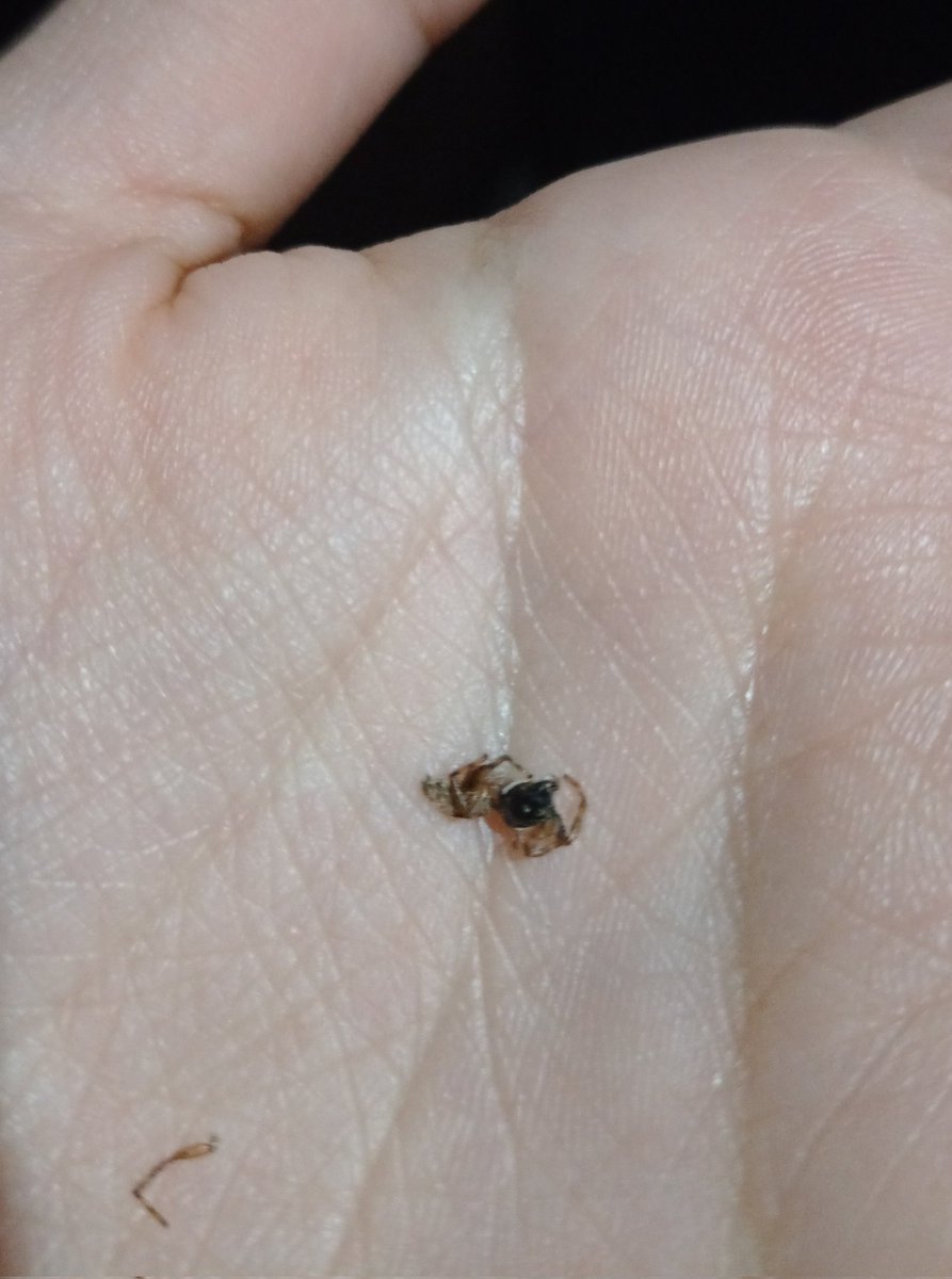 Aplasté a una pobre arañita sin querer, cuando vi estaba pegada en mí ropa😭pobrecita :c