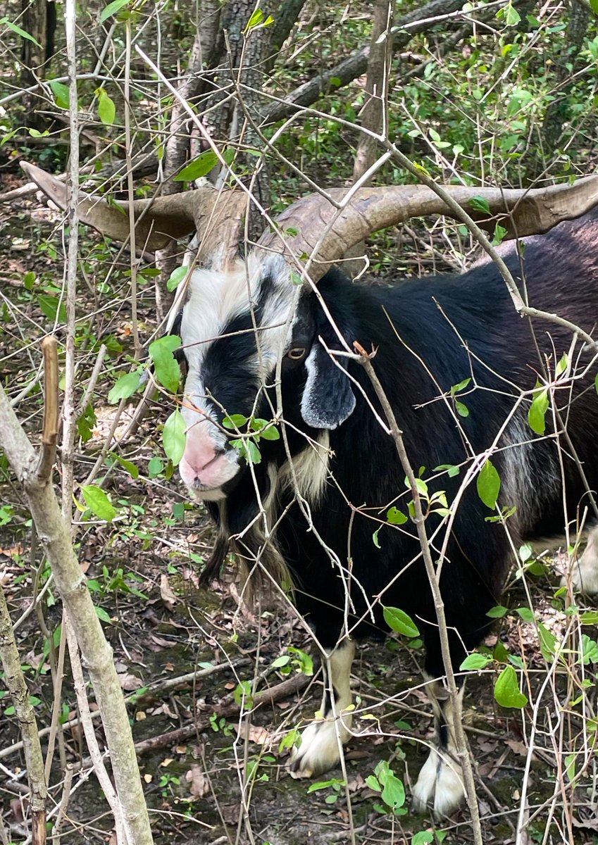 alexwilson96's tweet photo. Feeling so hopeful after today’s tour of the @HamiltonNature Sheelah Dunn Dooley Nature Sanctuary, part of the @C2Eecopark. The restoration work happening here that is a model for what we could be doing across our communities!
Meet the Eco Goats helping restore the site! 1/ https://t.co/DdIElZtPH3