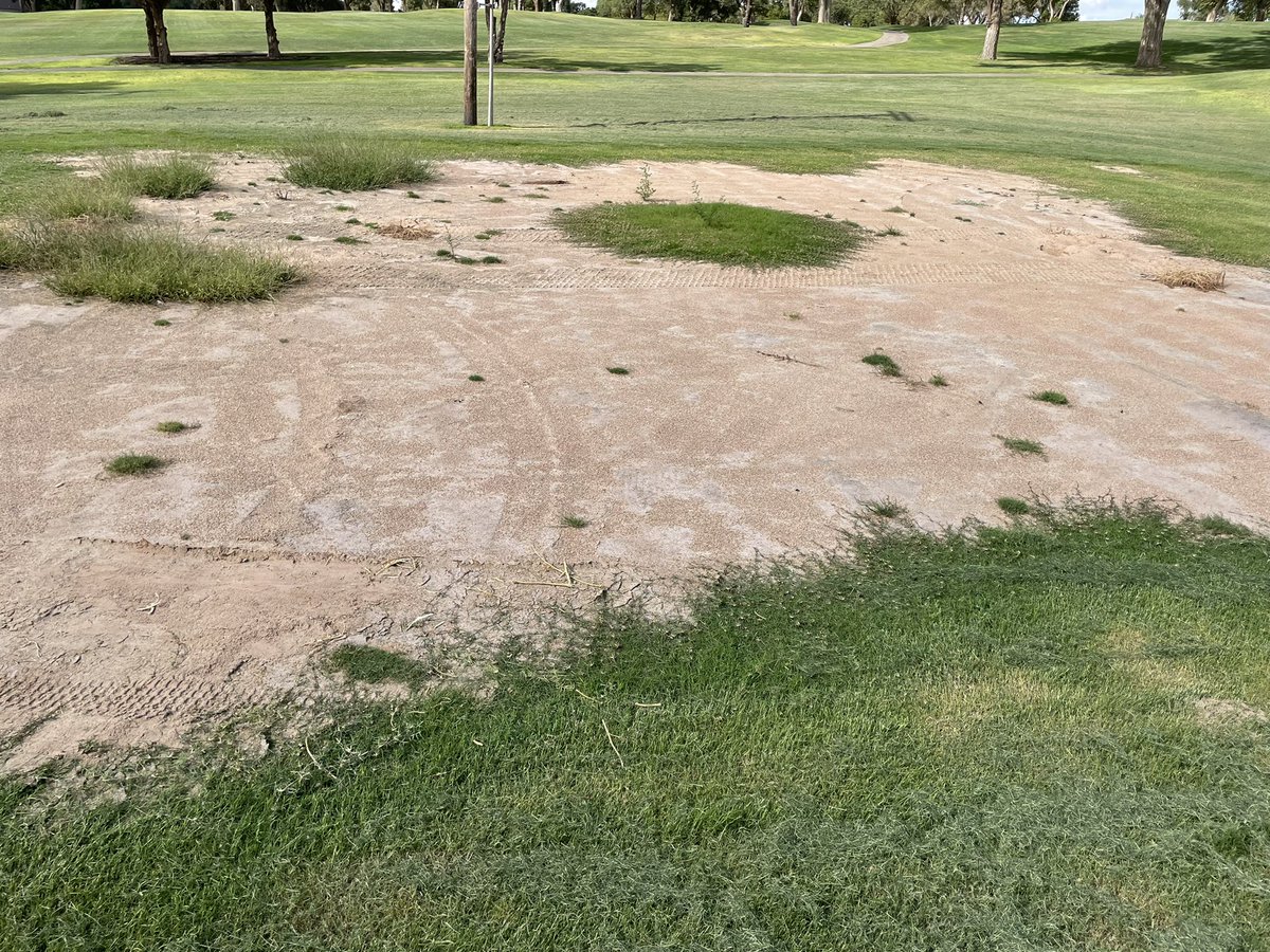vega_WT's tweet photo. …This our other nursery….
@redfeathergc better watch out!
666 Bent is ready for transplant to other golfing holes. #deadbutalive https://t.co/mdz3phJi53