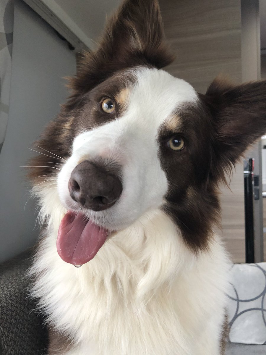 Elainecarty43's tweet photo. Got any snacks? 🤣🤣
#bordercollie #bordercolliesoftwitter #redcollie #dogsoftwitter #ilovemydog #prettydog https://t.co/iJLn5osfRG