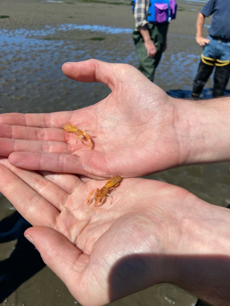 WASeaGrant's tweet photo. Our @Russell_Oceans joined Willapa Grays Harbor Oyster Growers Assoc. to look at the impacts of invasive species on coastal ecosystems &amp; the oyster industry. State legislators, tribal council members &amp; others joined the field trip. Together, we are dedicated to finding solutions. https://t.co/wGDX8oO4lb