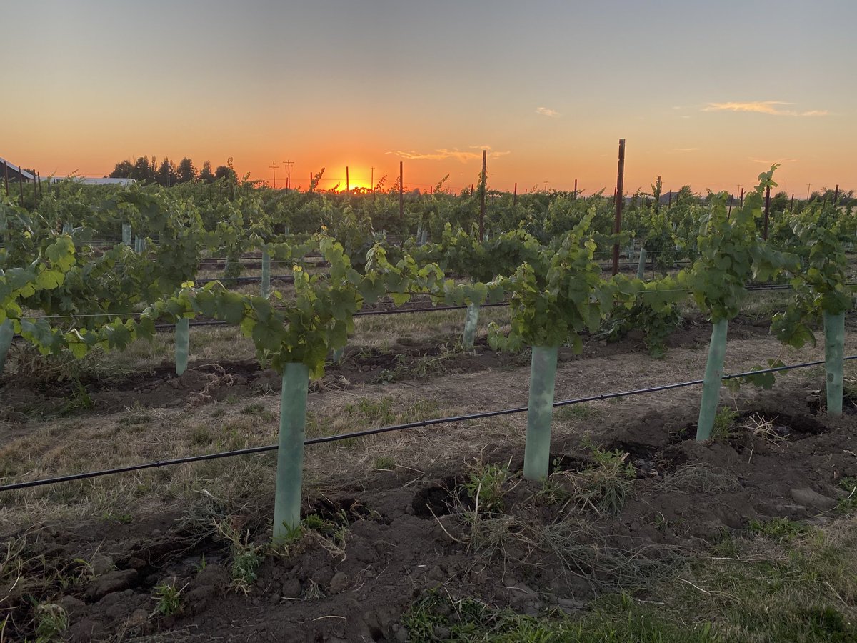 Jerod_Bannon's tweet photo. Cheers! Dusted Valley Winery, WA https://t.co/hvRr1reMDw