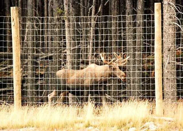 TranBC's tweet photo. The Reconnecting the Rockies project will develop a series of underpasses and overpasses connected by fencing that will provide wildlife with safe passage across #BCHwy3.

News release: https://t.co/nQhG3DUGPw #Sparwood https://t.co/hj5ofTigZx