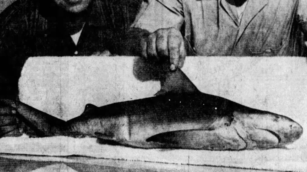 Colonel Tribune tweet media